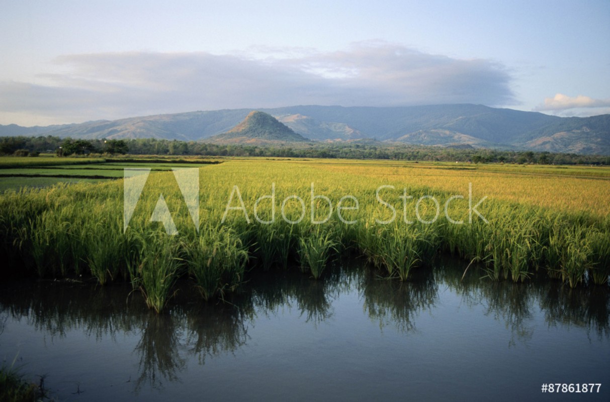 Image de Green mountain  paddy field in indonesia